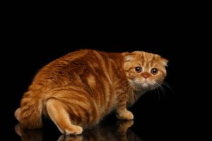 Comment aider un chat à surmonter ses peurs ?