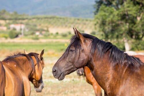 Des chevaux Maremmano
