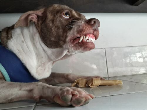 L'agression d'un chien liée à la nourriture