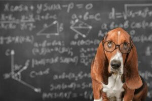 Est-il possible de stimuler l'intelligence des chiens ?