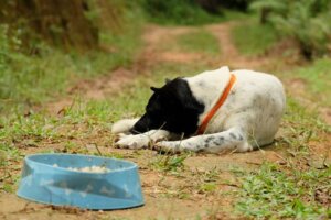 Quels animaux peuvent souffrir d'anorexie ?