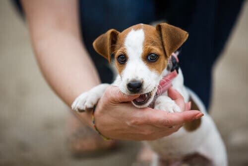 Comment avoir un chien bien éduqué ?