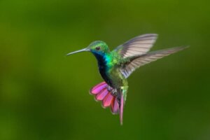 Colibris de Colombie et du Venezuela : la beauté en couleur