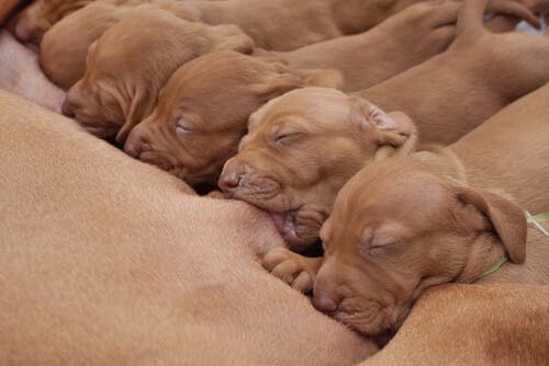 Bienfaits du colostrum chez les chiens et les chats