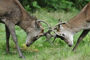 La compétitivité entre les espèces non carnivores