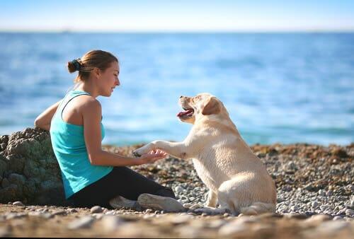 Un chien bien éduqué qui donne la patte à sa maîtresse
