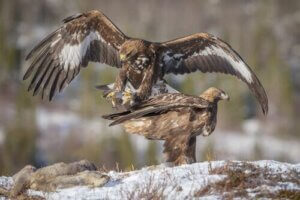 La conservation des aigles d'Espagne
