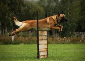 L'importance de l'exercice chez les chiens