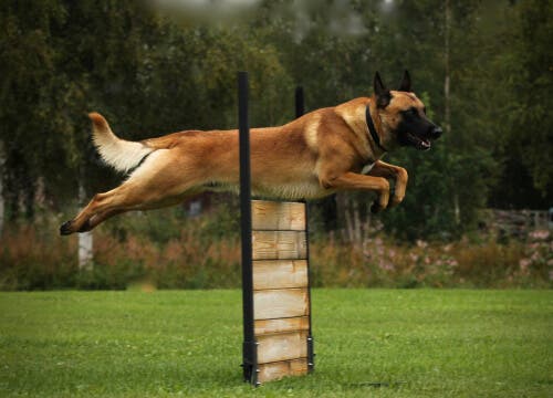 L'importance de l'exercice chez les chiens