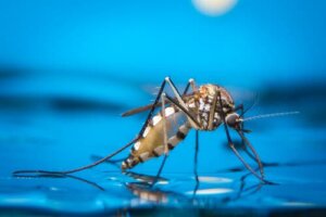 Les piqûres d'insectes qui peuvent affecter votre chien