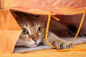 7 astuces faciles pour motiver un chat à jouer