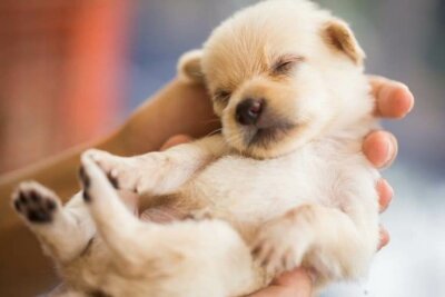 Saviez-vous que les chiots naissent sourds ?