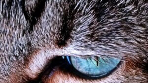 Pourquoi le pelage des chats change-t-il de couleur ?