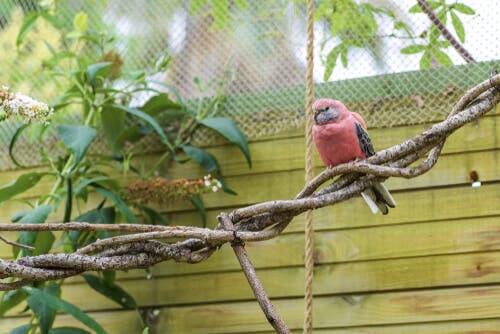 Une perruche de Bourke en captivité