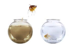Comment réguler le cycle de l'eau dans un aquarium ?