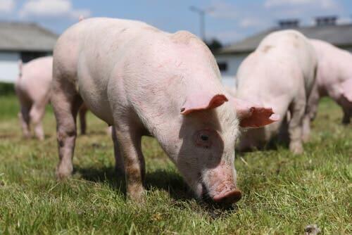 Des cochons qui mangent