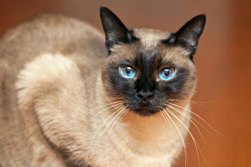 La couleur du pelage des chats évolue selon les saisons