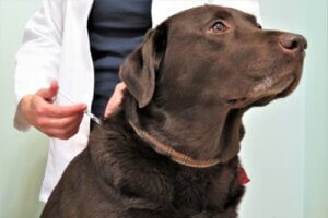 Soins et alimentation d'un chien diabétique
