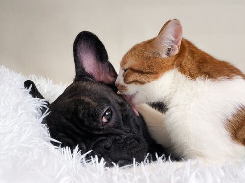 Les chats vivent-ils plus longtemps que les chiens ?