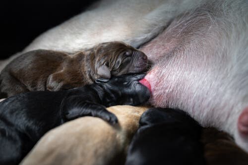 Des chiots qui tètent le colostrum de leur mère