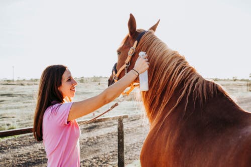 Traitement de la teigne chez les chevaux