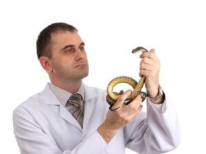 Ce qu'il fait savoir avant d'acheter un reptile