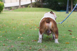 La castration chimique du chien : en quoi consiste-t-elle ?