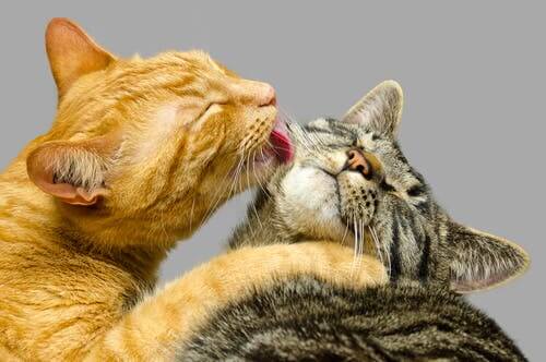 Saviez-vous que les chats se lavent dans un ordre spécifique ?