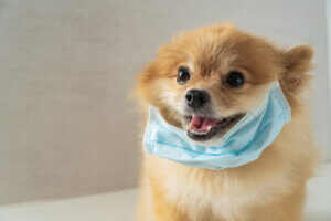 Parasites et hôte : une course à l'armement