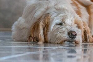 Spasmes musculaires chez le chien : que faire ?