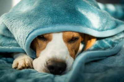 Santé mentale et maladie chez le chien : comment les traiter ?