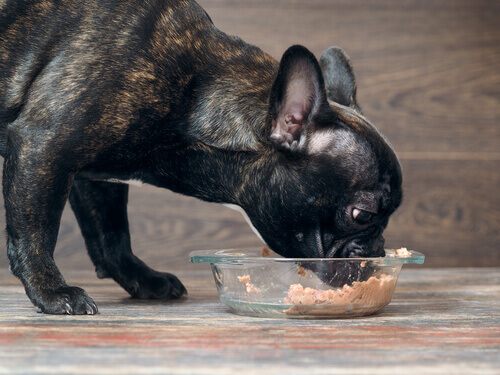 Le microbiote intestinal du chien