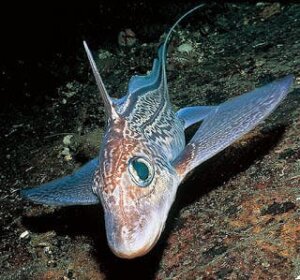 Poissons mystérieux : la chimère