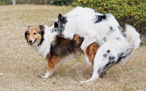 Les principaux comportements du chien après la castration