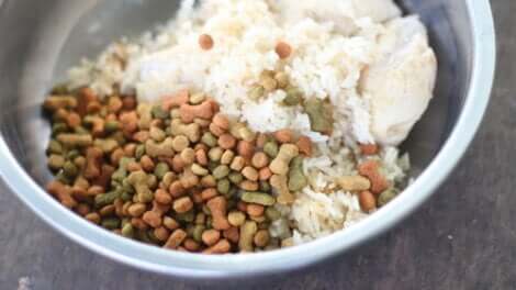 Le riz fait partie des remèdes maison pouvant aider les animaux ayant des problèmes de transit.