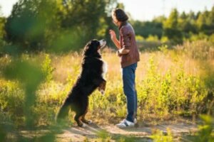 Objectifs de l'entraînement des chiens