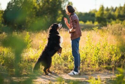 Objectifs de l'entraînement des chiens