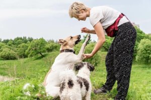 Une femme procédant à l'entraînement des chiens