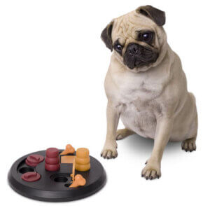 Des jeux qui participent à la stimulation du chien