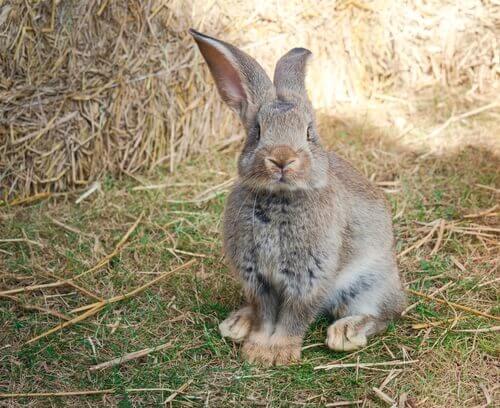 Le géant continental : le plus grand lapin du monde