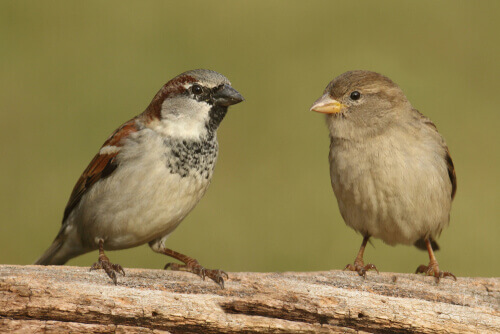 Les différences entre le mâle et la femelle chez le moineau domestique