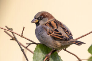 Le moineau domestique en danger d'extinction ?