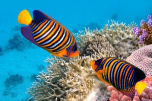 5 curiosités sur les poissons colorés