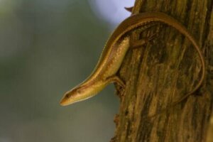 Que sont les scinques, des serpents ou des lézards ?