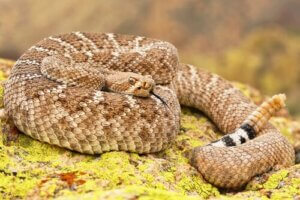 Les serpents à sonnette se servent-ils de leurs écailles pour stocker de l'eau ?