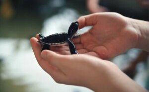 L’attachement chez les animaux sauvés