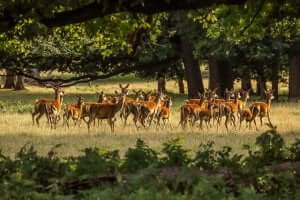 Un troupeau de cerfs.