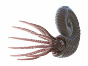 Le monde fascinant des ammonites fossilisées