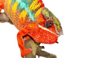 Les caméléons changent de couleur en fonction de la température.