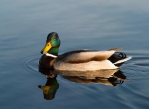 Les canards et leurs parents